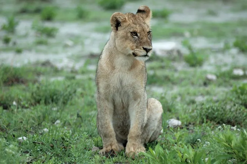 Entdecke Löwen auf deiner Camping Safari Tansania