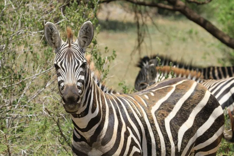 Entdecke Zebras auf deiner Camping Safari Tansania
