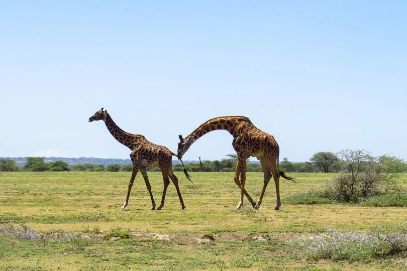 Entdecke Giraffen auf deiner Camping Safari Tansania