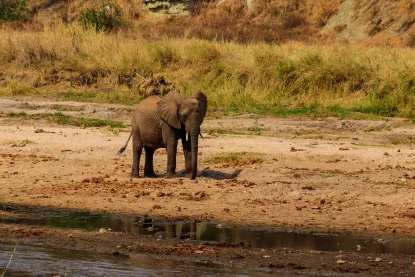 Entdecke Elefanten auf deiner Camping Safari Tansania