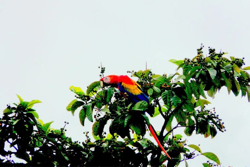 Erkunde Papageien auf deiner Costa Rica Mietwagenrundreise