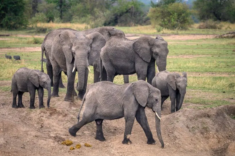 Entdecke Elefanten auf deiner Uganda Fotoreise im September 2024