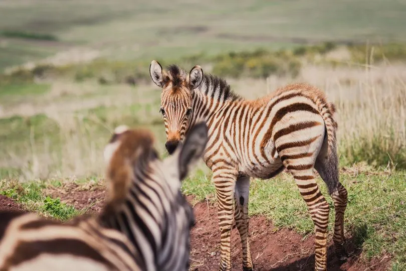 Entdecke Zebras auf deiner Uganda Fotoreise im September 2024