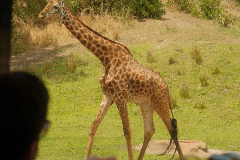 Ein Person ist auf einer Safari und sieht Giraffe,