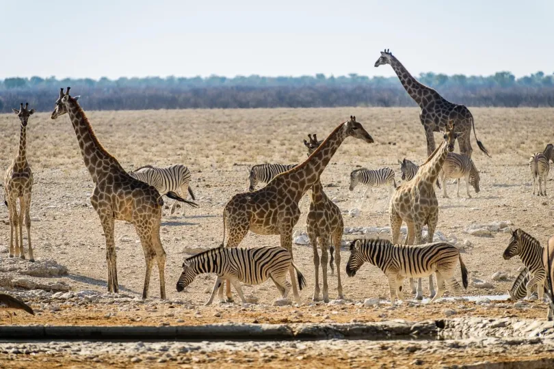 Wüste mit viele giraffen und zebras.