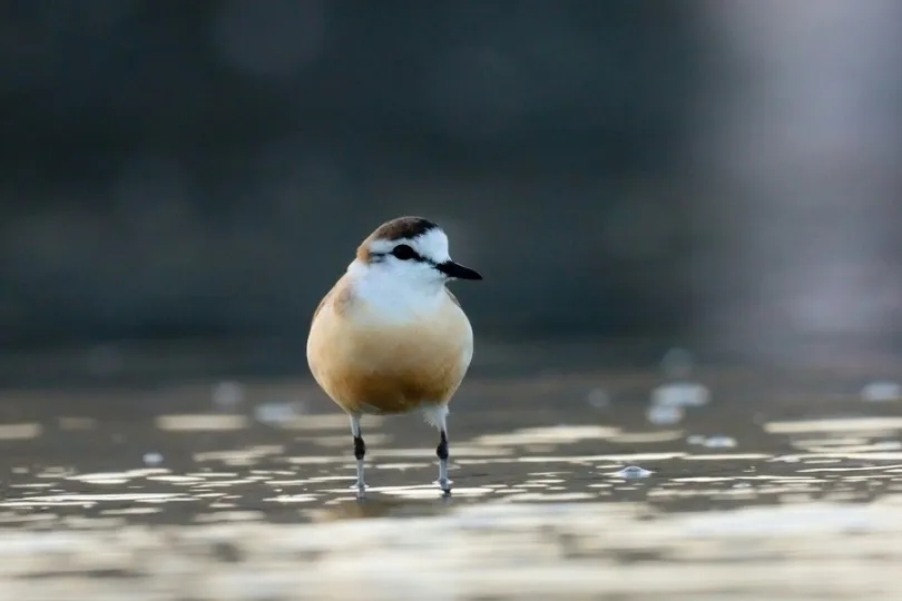Kleinen Vogel, der in seichtem Wasser steht.