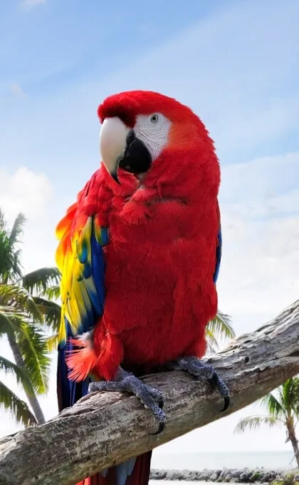 Ein Papagei in Suriname