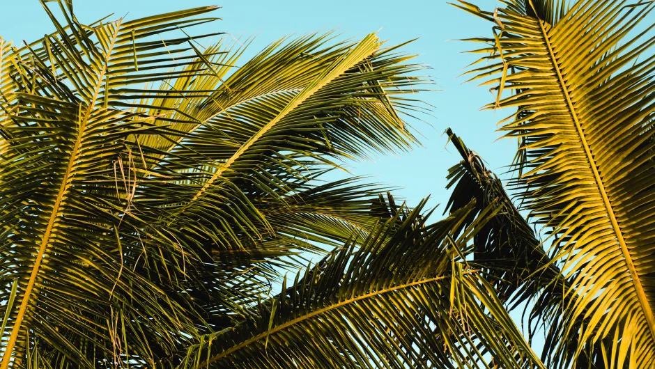 Palmen auf Jamaika und blauer Himmel 