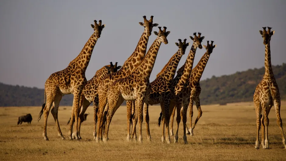 Die besten Nationalparks in Tansania