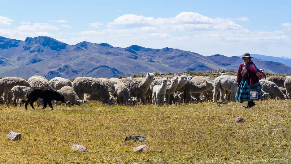 Alpaka Herde in Peru
