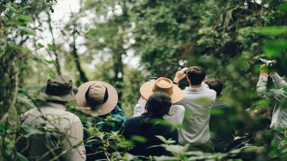 Eine Gruppe von Touristen beobachtet anmutig den Urwald