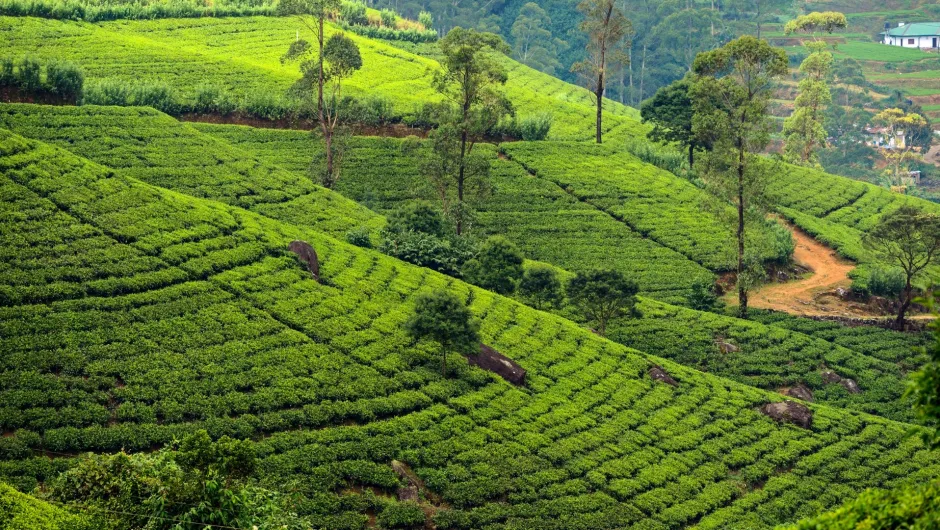 Entdecke die Teeplantagen auf deiner Sri Lanka Rundreise