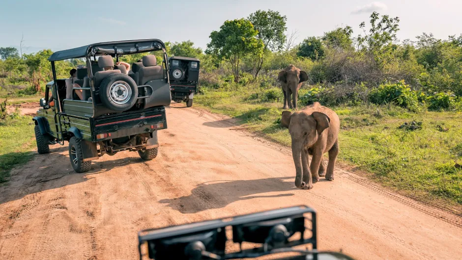 Entdecke wilde Tiere auf deiner Camping Safari Tansania