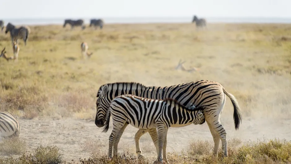 Zebras kuscheln mit einander.