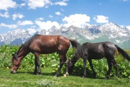 Reiten in Georgien