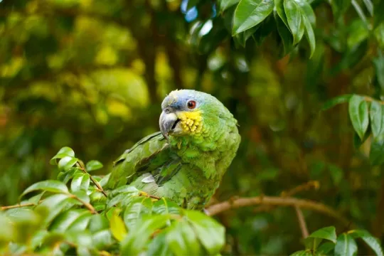 Entdecken Sie Papageien mit Ihren Kindern in Kolumbien